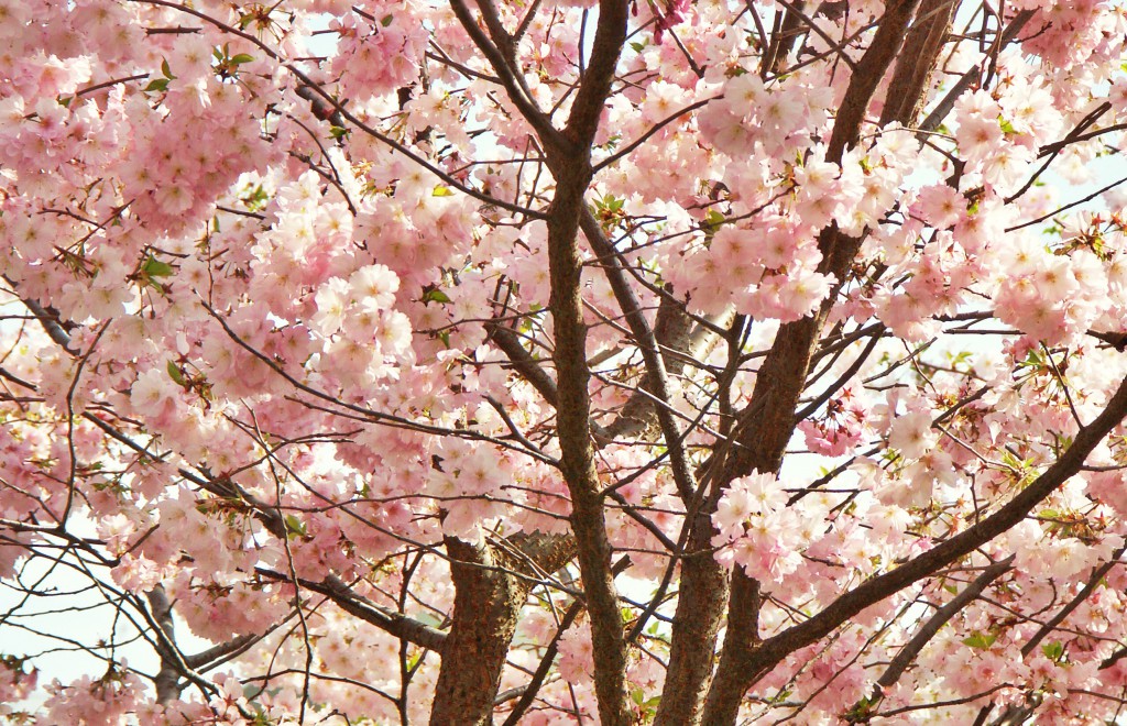 spring weather in vienna